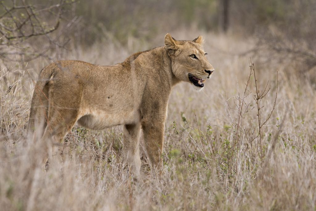 http://www.pixophil.fr/misc/tmp/20181209-SA-Kruger-J1-156.jpg