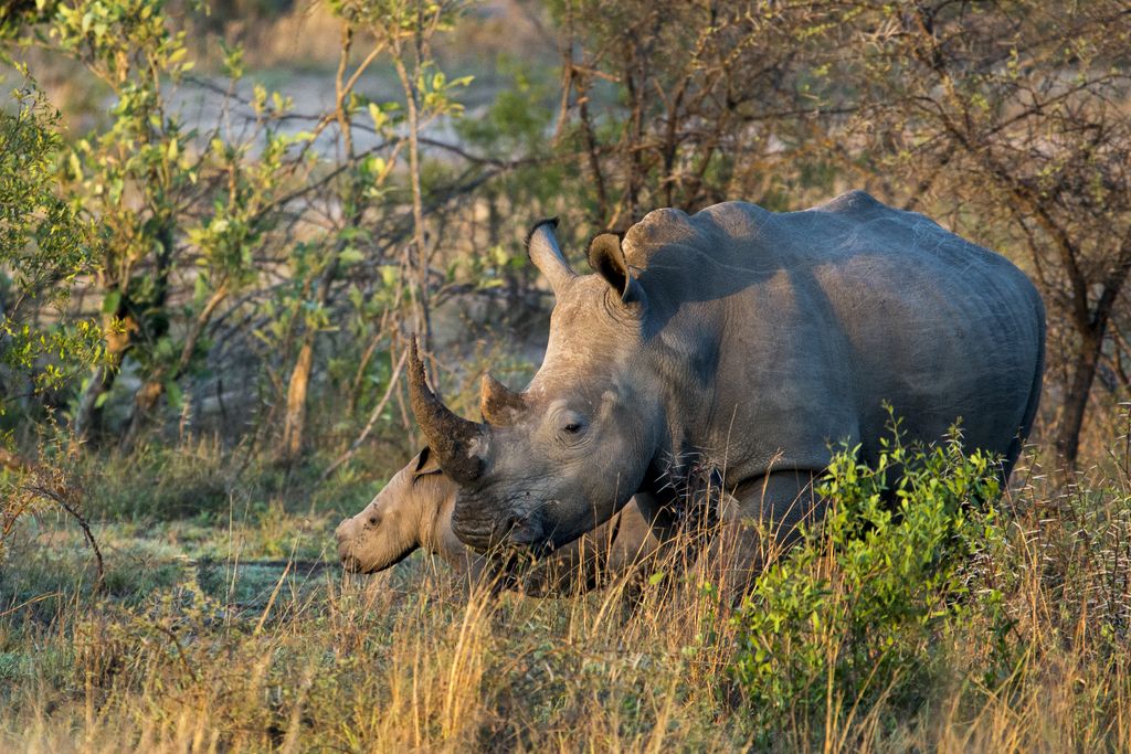 http://www.pixophil.fr/misc/tmp/20181212-SA-Kruger-J4-33.jpg