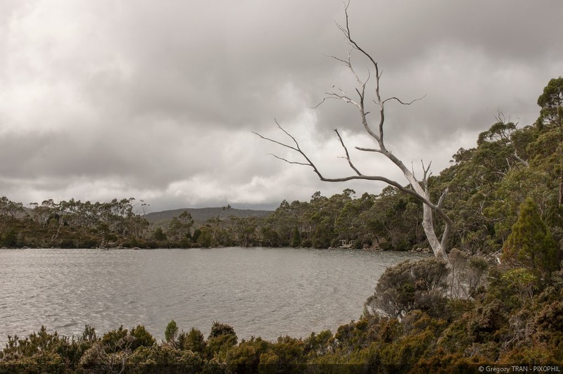 20160224-Tasmania-PandaniGrove-13-C.jpg