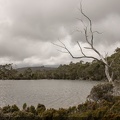 20160224-Tasmania-PandaniGrove-13-C