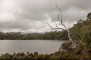 20160224-Tasmania-PandaniGrove-13-C