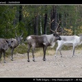 20090924-Reindeers-1-C
