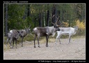 20090924-Reindeers-1-C