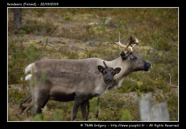 20090922-Reindeers-9-C.jpg