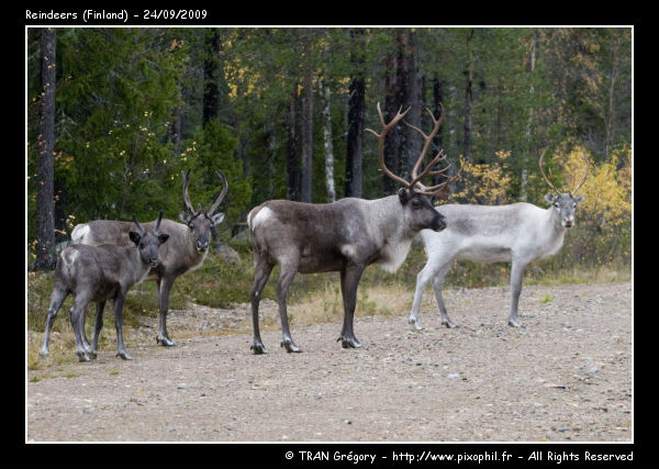 20090924-Reindeers-1-C.jpg