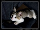 20090823-Cat-11-C