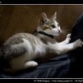 20090823-Cat-4-C.jpg
