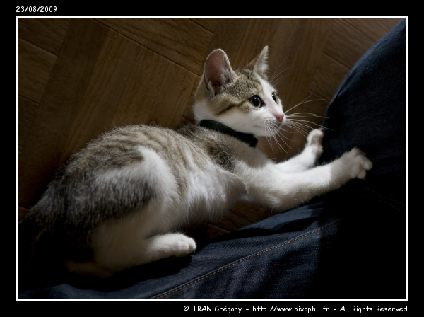 20090823-Cat-4-C.jpg